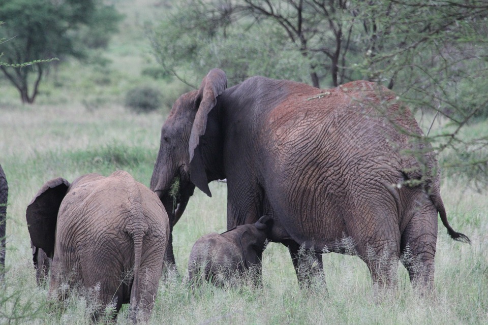 trotteur elephant