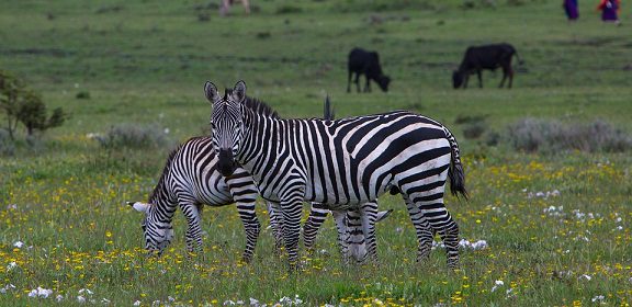 La Tanzanie, une destination safari immanquable en Afrique continentale